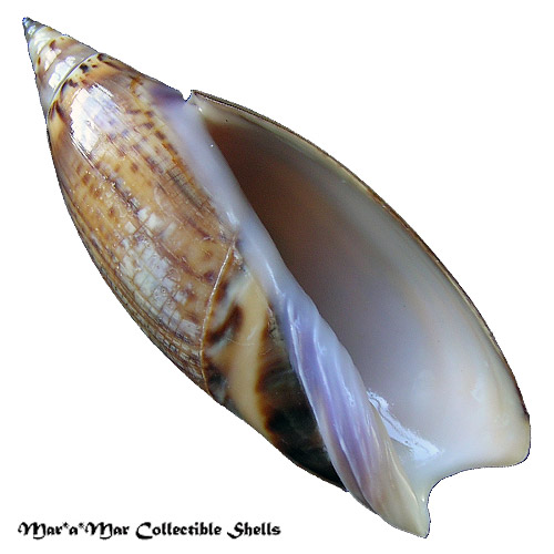 Agaronia travassosi Morretes, 1938