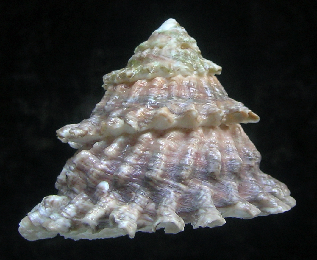 Lithopoma tectum tectum (Lightfoot, J. in Solander, 1786) - Image 2