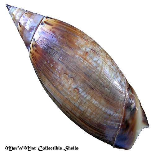 Alternative view of Agaronia travassosi Morretes, 1938