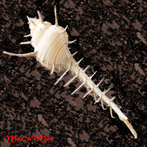 Murex troscheli Lischke, 1868 - Image 2