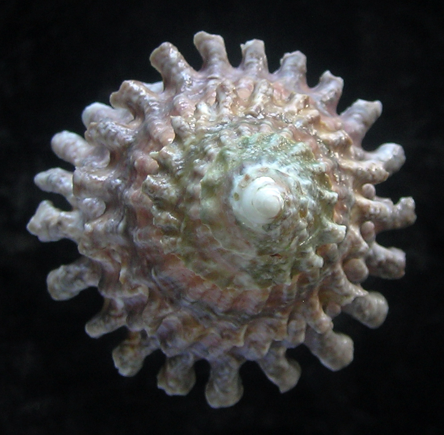 Lithopoma tectum tectum (Lightfoot, J. in Solander, 1786) - Image 3