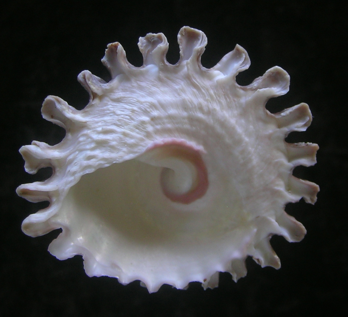 Lithopoma tectum tectum (Lightfoot, J. in Solander, 1786) - Image 4