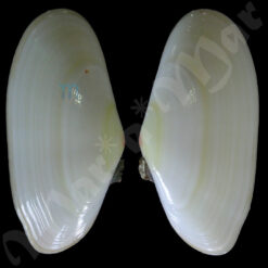 Tellina brasiliana Spengler, 1798