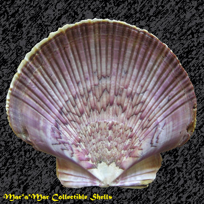 Pecten ziczac (Linnaeus, 1758)