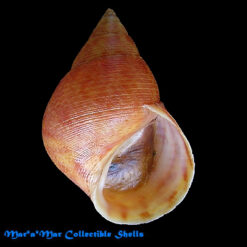 Littorina angulifera (Lamarck, 1822)