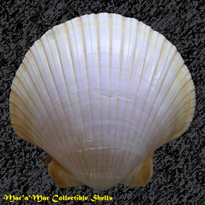 Pecten ziczac (Linnaeus, 1758) - Image 2