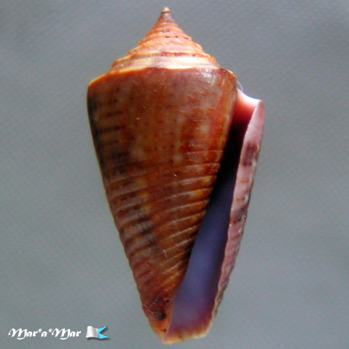 Jaspidiconus simonei Petuch & Myers, 2014