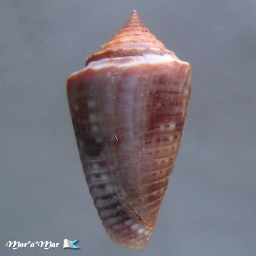 Jaspidiconus simonei Petuch & Myers, 2014 - Imagem 2