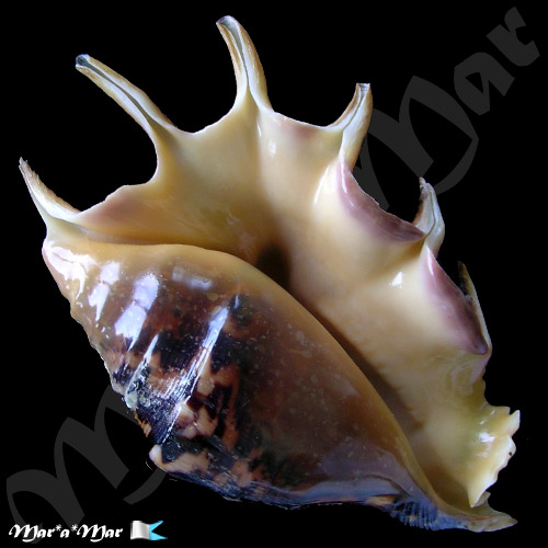 Lambis lambis (Linnaeus, 1758)