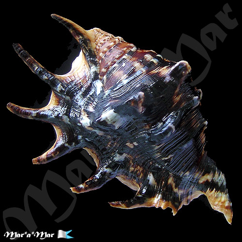 Lambis lambis (Linnaeus, 1758) - Imagem 2