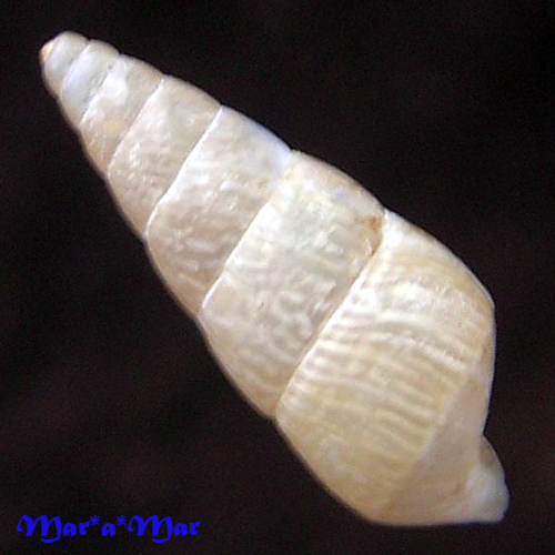 Clessinia oblita (Reeve, 1848) - Imagem 2