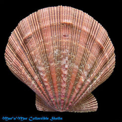 Nodipecten nodosus (Linnaeus, 1758)