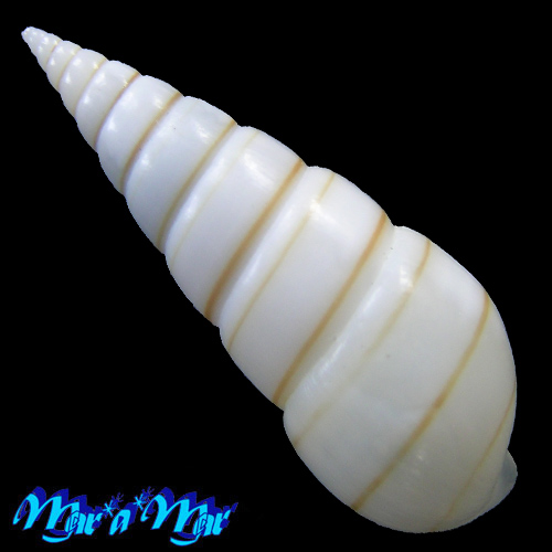 Alternative view of Pyramidella dolabrata Linnaeus, 1758