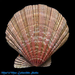 Alternative view of Nodipecten nodosus (Linnaeus, 1758)