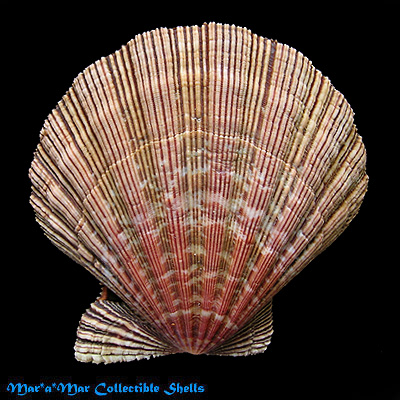 Nodipecten nodosus (Linnaeus, 1758) - Imagem 2