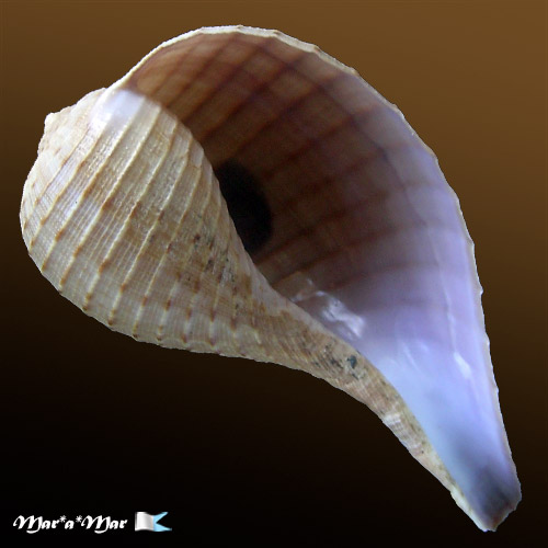 Ficus ventricosa (Sowerby, 1825)