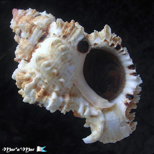 Phyllonotus occulatus (Reeve, 1845)