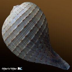 Alternative view of Ficus ventricosa (Sowerby, 1825)