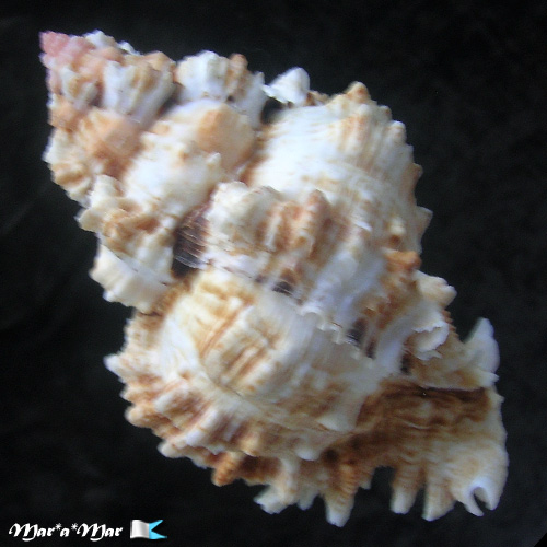 Alternative view of Phyllonotus occulatus (Reeve, 1845)