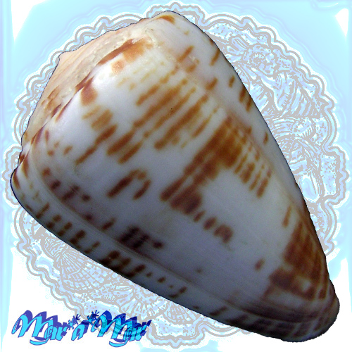 Alternative view of Conus pseudonivifer Monteiro,Tenorio & Poppe, 2004