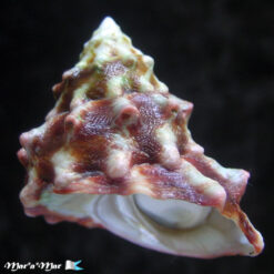 Lithopoma tuberosa venezuelensis Flores, C. & Cáceres de Talarico, 1980