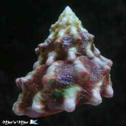 Lithopoma tuberosa venezuelensis Flores, C. & Cáceres de Talarico, 1980 - Imagem 2