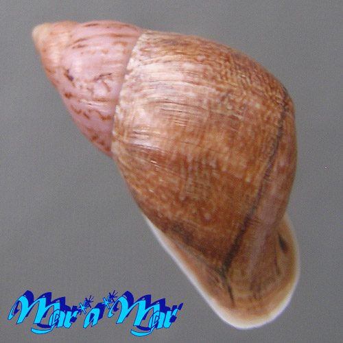Cochlorina aurisleporis (Bruguière, 1792) - Imagem 2