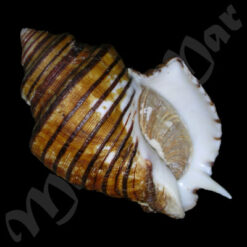 Opeatostoma pseudodon (Burrow, 1815)