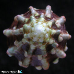 Lithopoma tuberosa venezuelensis Flores, C. & Cáceres de Talarico, 1980 - Imagem 3