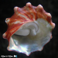 Lithopoma tuberosa venezuelensis Flores, C. & Cáceres de Talarico, 1980 - Imagem 4