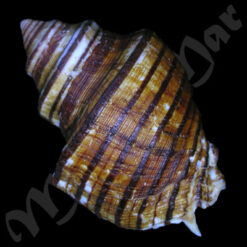 Opeatostoma pseudodon (Burrow, 1815) - Image 2