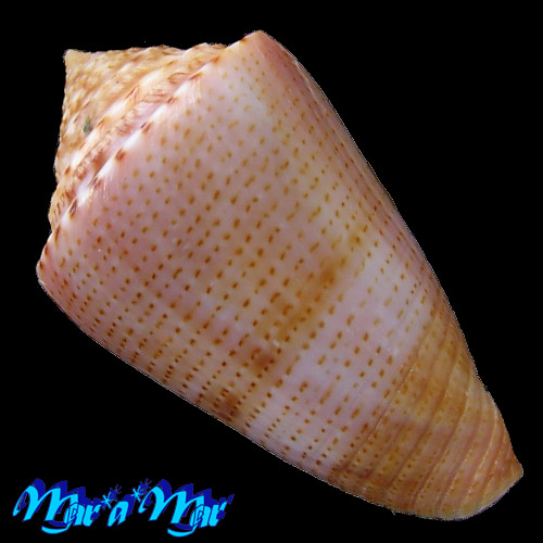 Conus ericmonnieri Petuch & Myers, 2014 - Imagem 2