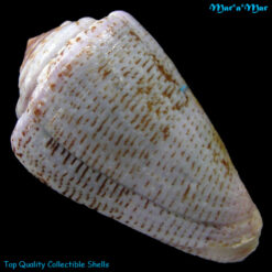 Alternative view of Conus purpurascens Sowerby (I) in Sowerby (II), 1833