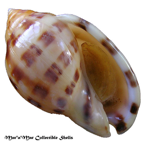 Semicassis labiata iheringi (Carcelles, 1953)