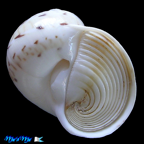 Natica canrena (Linnaeus, 1758)