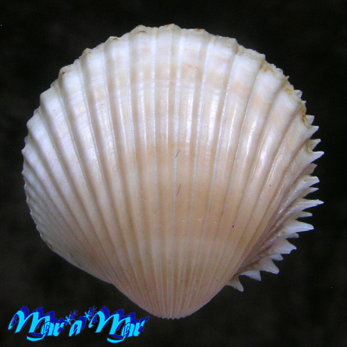 Bucardium rimgens Bruguiere, 1789 - Imagem 2