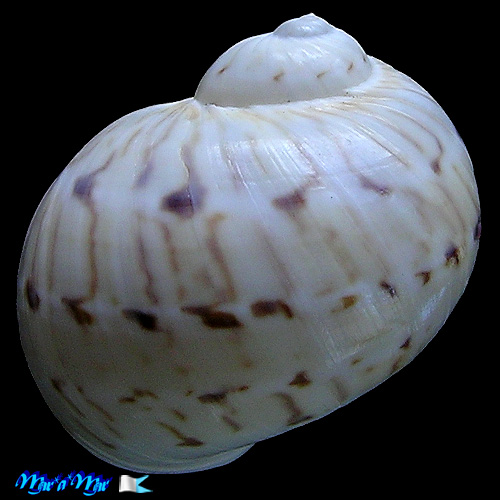 Alternative view of Natica canrena (Linnaeus, 1758)