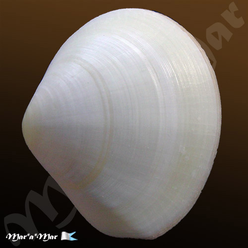 Tellina fausta Pulteney, 1799