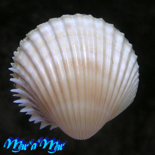 Bucardium rimgens Bruguiere, 1789 - Imagem 3