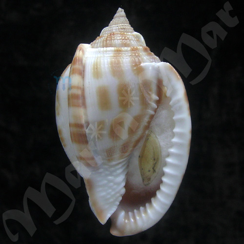 Phalim maungmani Raybaudi & Prati, 1995