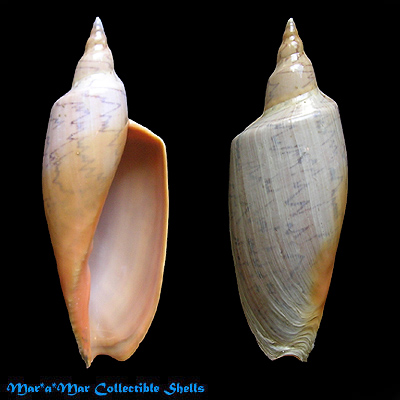 Zidona dufresnii (Donovam, 1823)