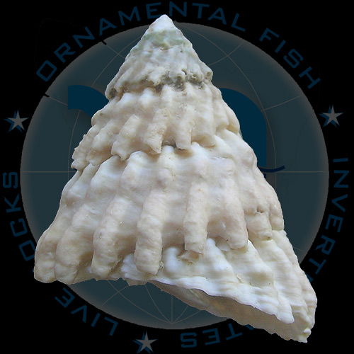 Lithopoma tectum tectum (Lightfoot, J. in Solander, 1786)