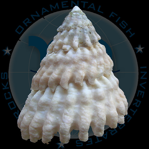 Lithopoma tectum tectum (Lightfoot, J. in Solander, 1786) - Imagem 2