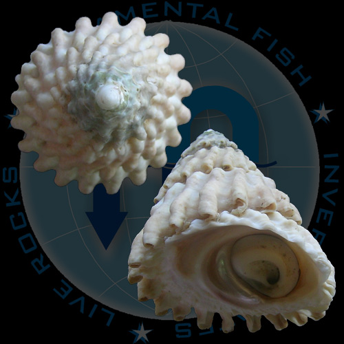 Lithopoma tectum tectum (Lightfoot, J. in Solander, 1786) - Imagem 3