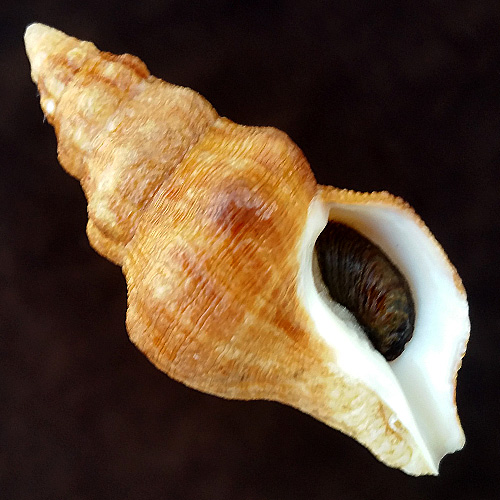 Leucozonia granulilabris (Vermeij & Snyder, 2003)