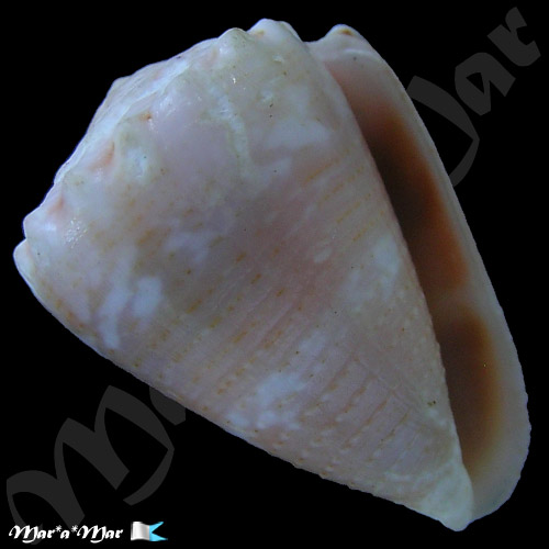 Conus miliaris Hwass, 1791