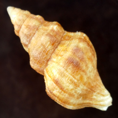 Alternative view of Leucozonia granulilabris (Vermeij & Snyder, 2003)