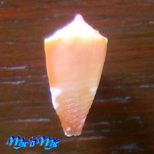 Alternative view of Conus (Conasprella) delucai (Coltro, 2004)