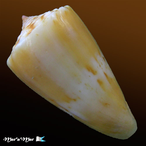 Conus sp. - Image 2