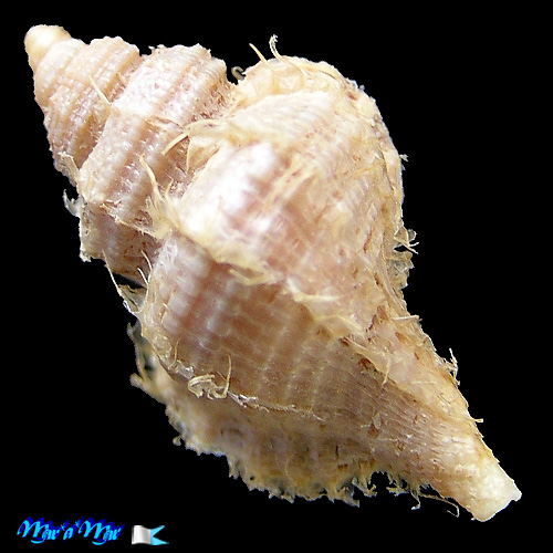 Cabestana felipponei (Ihering, 1907) - Imagem 2